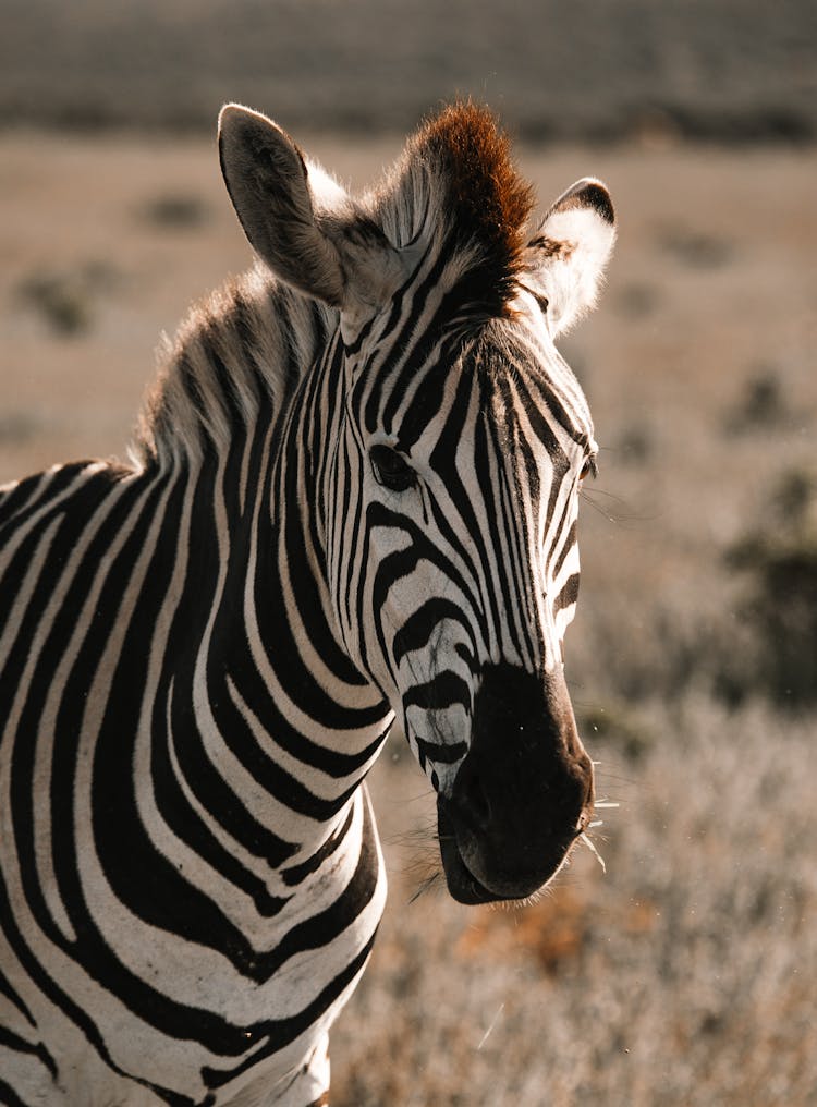 Zebra With Fluffy Mane On Grassland In Summer