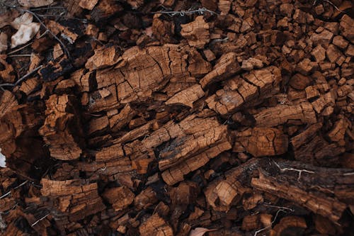 Textured background of dry tree bark on land