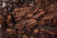 Textured background of dry tree bark on land