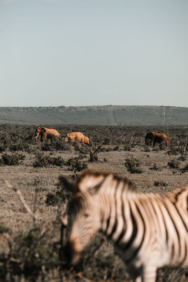 Zebra and elephant in meadow