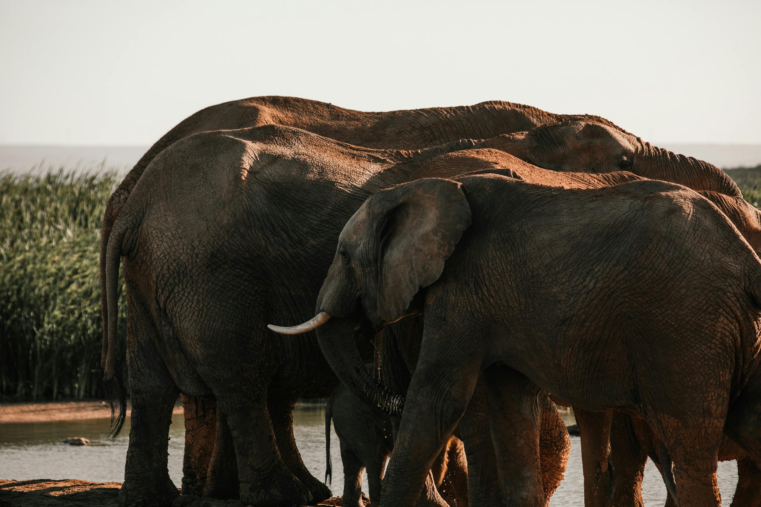 elefante rosa bebida