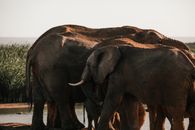 Elephants walking near water on hot day