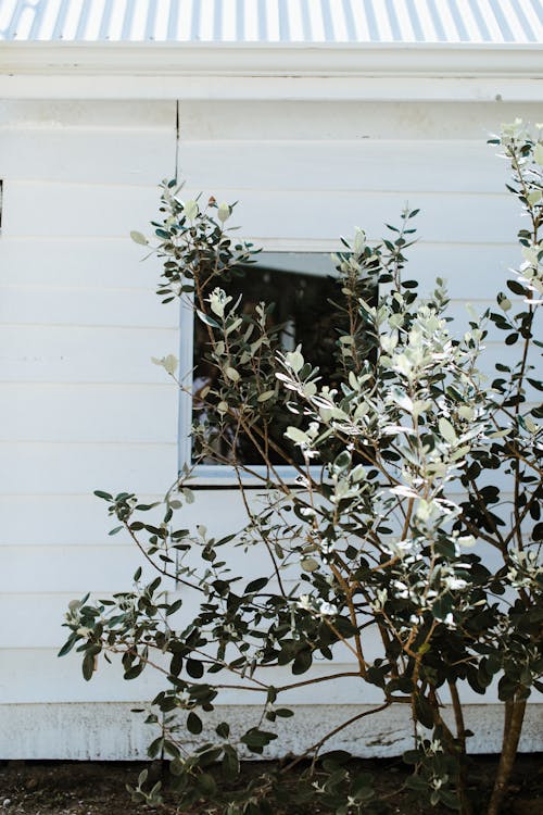 Tree with green leaves growing near opened window of one storey white brick house