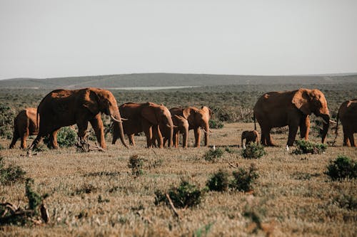 Immagine gratuita di altopiano, ambiente, animale