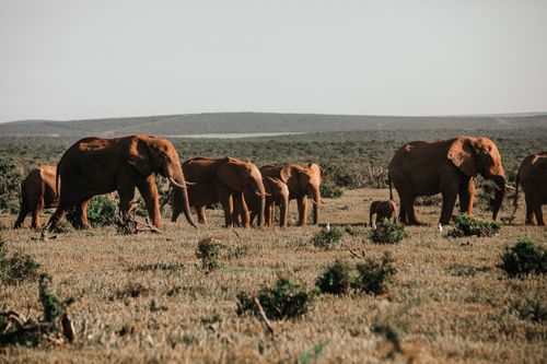 Free Herd of big elephants with pointed tusks feeding on grass meadow against mountain in savanna Stock Photo