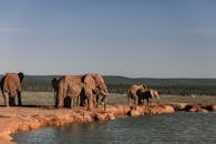 Herd of elephants with long trunks standing on dry land near rippled pond with ridge behind in summer