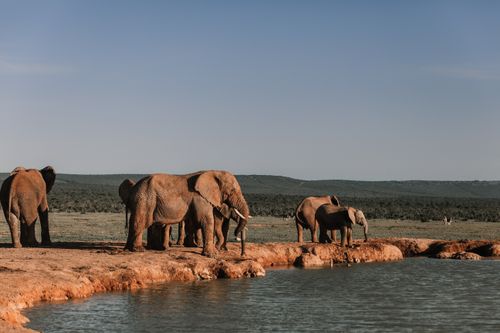 Free Herd of elephants with long trunks standing on dry land near rippled pond with ridge behind in summer Stock Photo