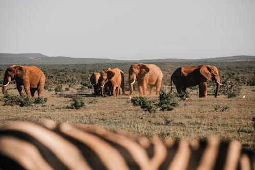 Kostnadsfria Kostnadsfri bild av djurfotografi, elefanter, natur Stock foto