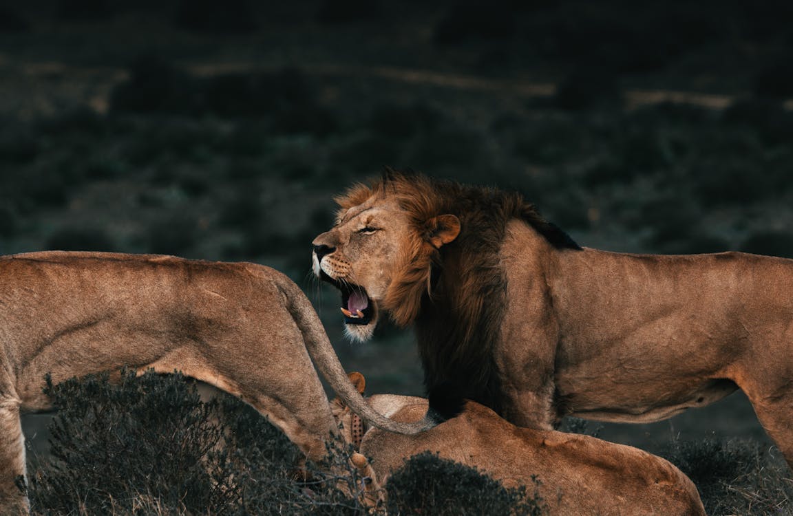 Roaring lion near lionesses on grass in savanna · Free Stock Photo