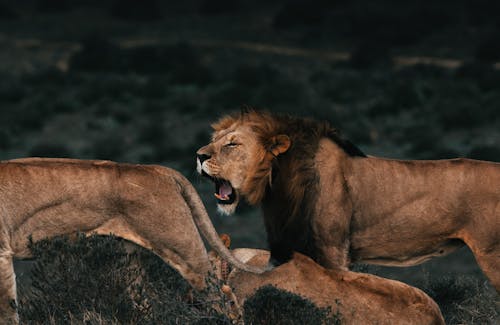 Free Roaring lion near lionesses on grass in savanna Stock Photo
