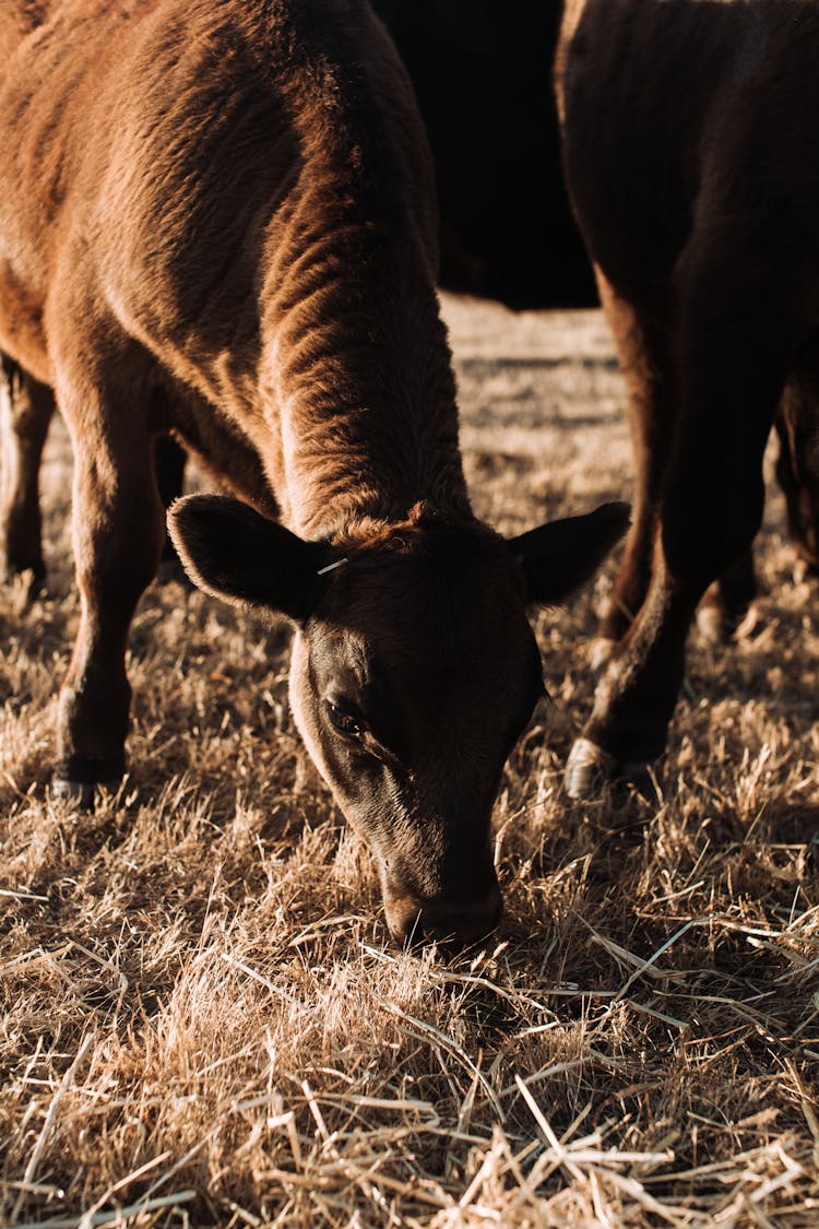 Calf And Cow Grazing In Pasture On Farmland