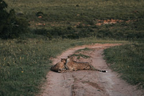 Free Cheetahs resting on pathway in green savanna Stock Photo