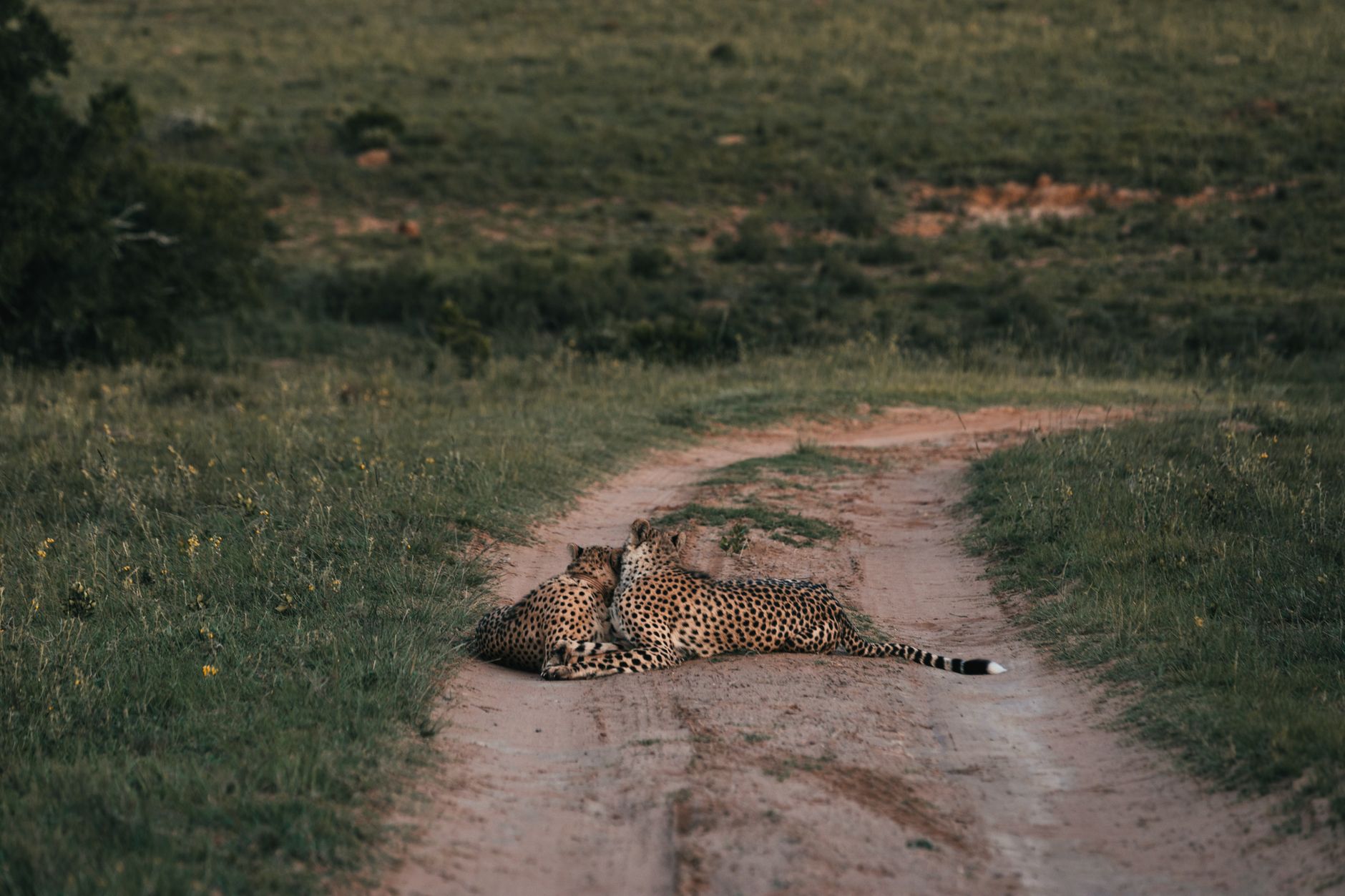 Cheetahs Resting On Pathway In Green Savanna Free Stock Photo cheetahs-resting-on-pathway-in-green-savanna-free-stock-photo