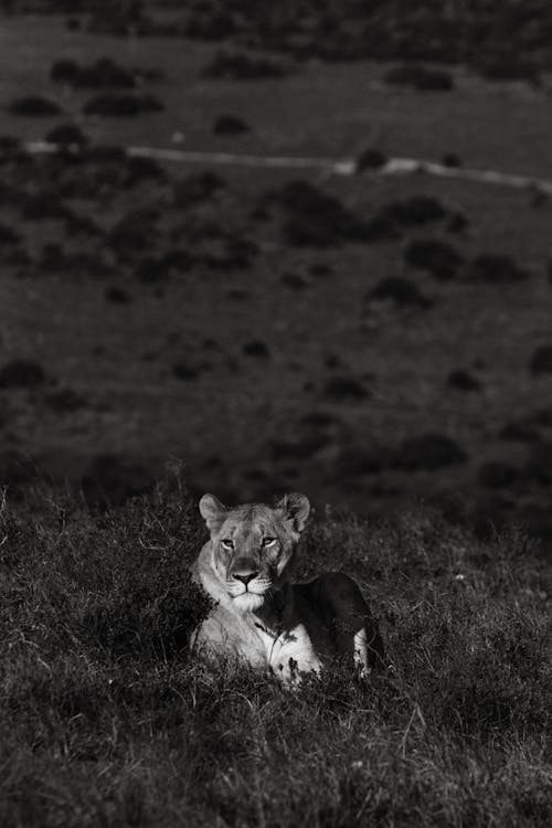 Black and white of lioness with dreamy gaze looking away while lying on hill in savannah