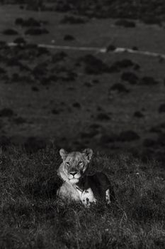 一只黑白色的母狮，带着梦幻般的目光，躺在萨凡纳的山上