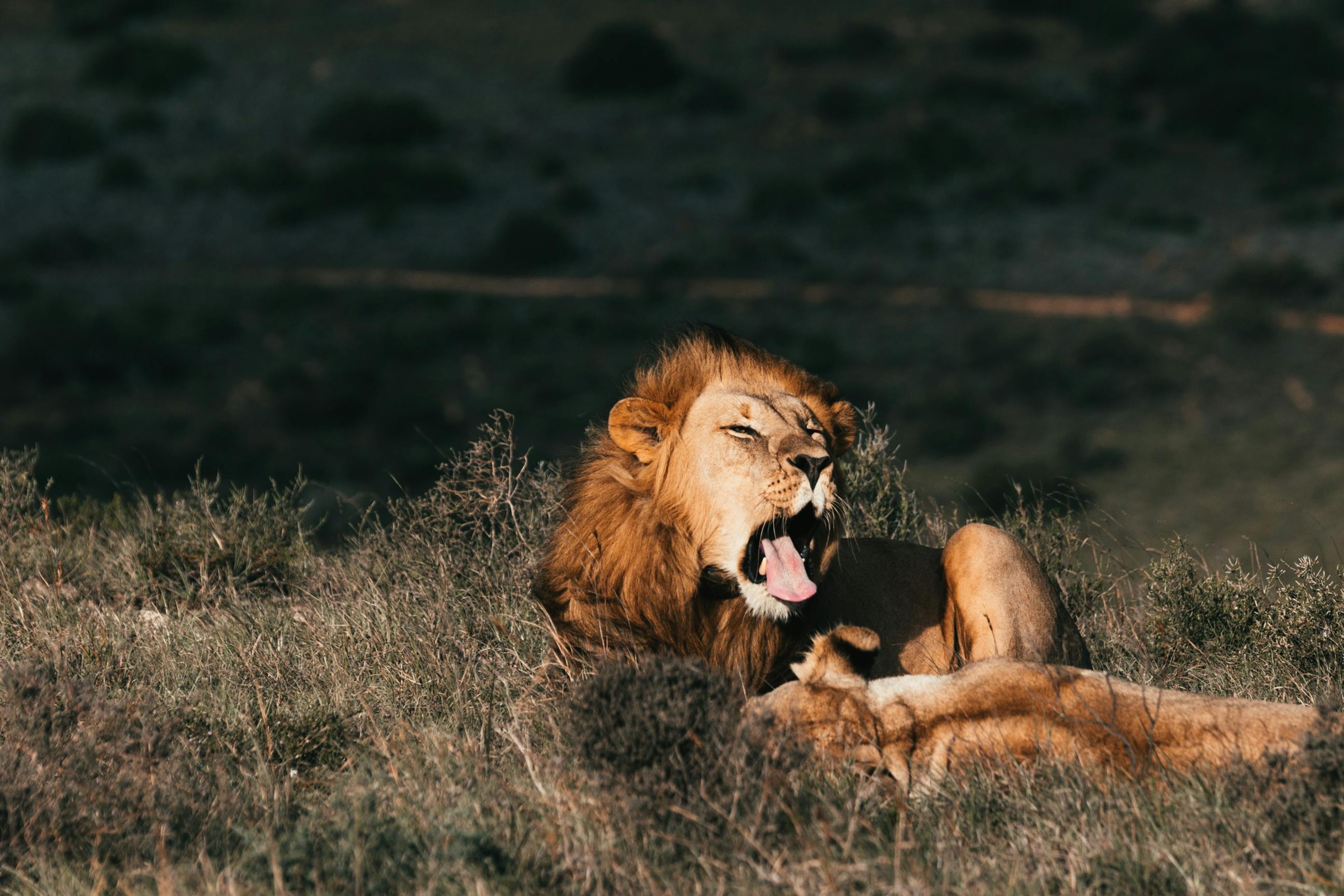 lion playing with lioness while yawning on meadow