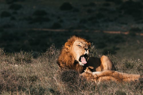 Lion playing with lioness while yawning on meadow