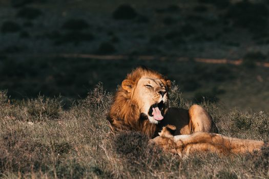 Lion playing with lioness while yawning on meadow