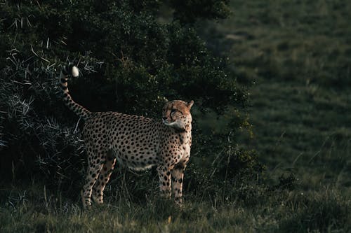 Free Cheetah with ornamental coat and raised tail looking away on meadow near green shrub in savanna Stock Photo