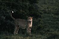 Cheetah with ornamental coat and raised tail looking away on meadow near green shrub in savanna