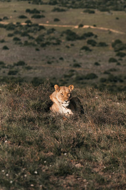 Lioness with brown coat lying on grass hill in savannah on summer day