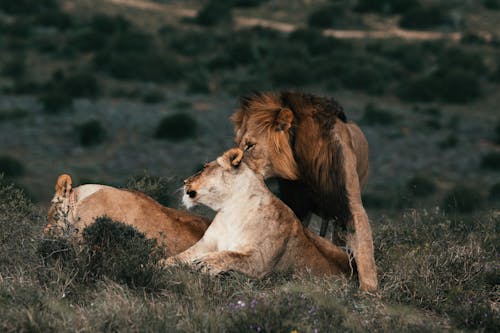 Lion caressing lioness on grass in savanna