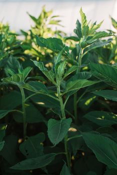 农田温室里，绿色植物在阳光下生长，细茎上长着带尖刺的叶子