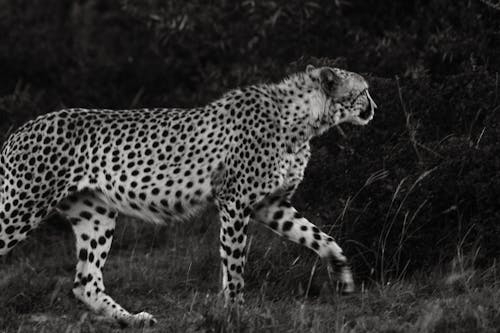 Free Black and white of cheetah with spotted coat strolling on meadow near shrub while looking away in savanna Stock Photo