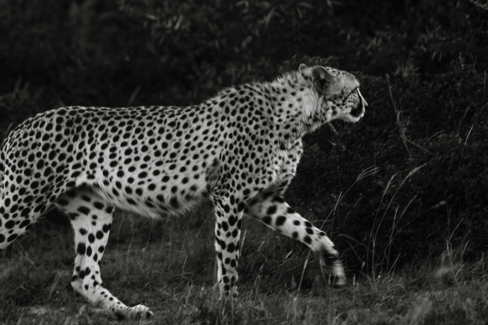 Black and white of cheetah with spotted coat strolling on meadow near shrub while looking away in savanna