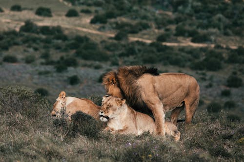 Free Lion playing with lioness on meadow in savannah Stock Photo