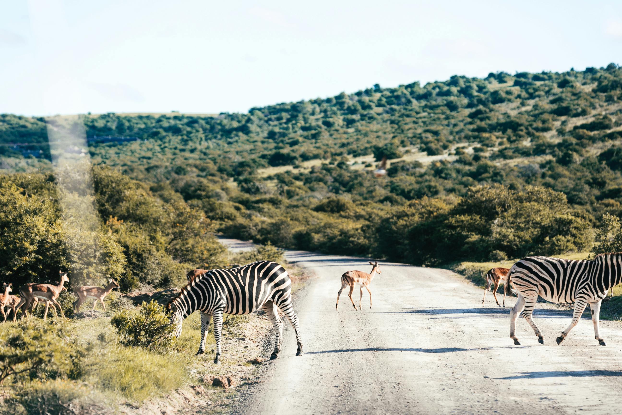 zebras walking on road between green mountain in savanna