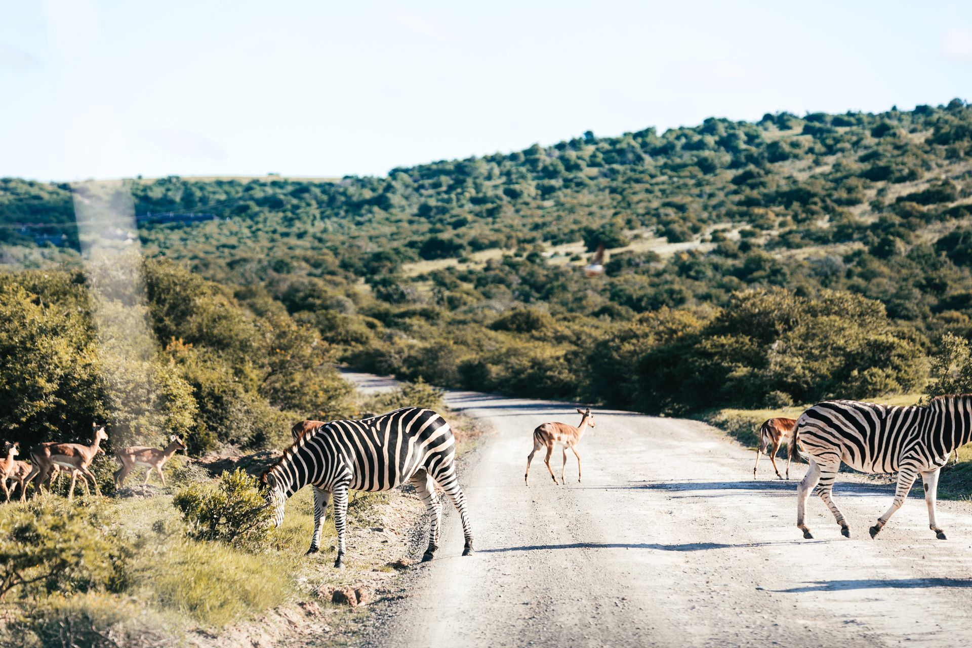 Zebras with antelopes strolling on roadway between mounts with shrubs in savannah on summer day