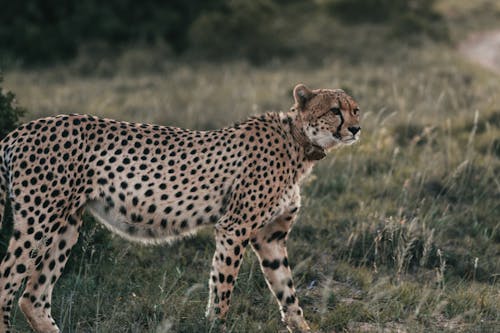 Free Cheetah on green meadow in savanna on summer day Stock Photo
