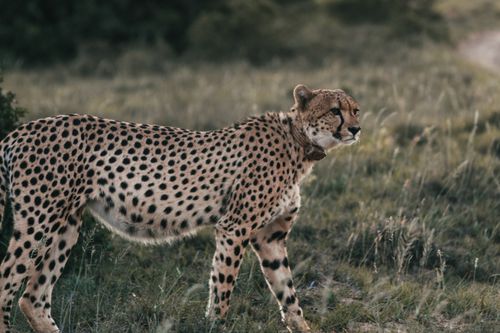 Free Cheetah with spotted coat looking away while standing on grass in savannah in daylight Stock Photo