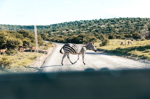 Free View from inside vehicle of zebra and herd of antelopes strolling on roadway and grass hills in sunlight Stock Photo