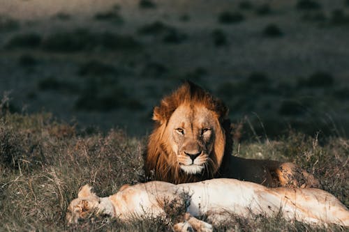 Lion with lioness resting on grass in savanna