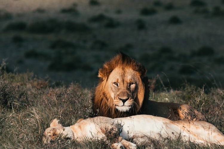 Lion With Lioness Resting On Grass In Savanna