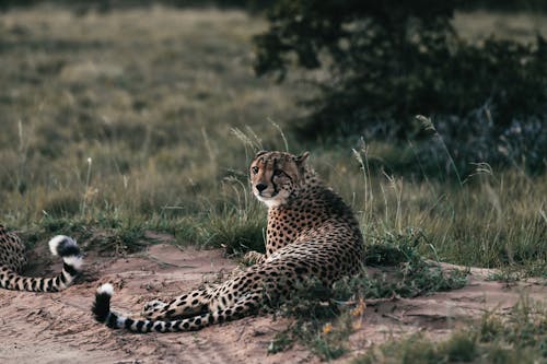 Cheetahs with spotted coat lying on pathway near growing grass and shrub in savanna