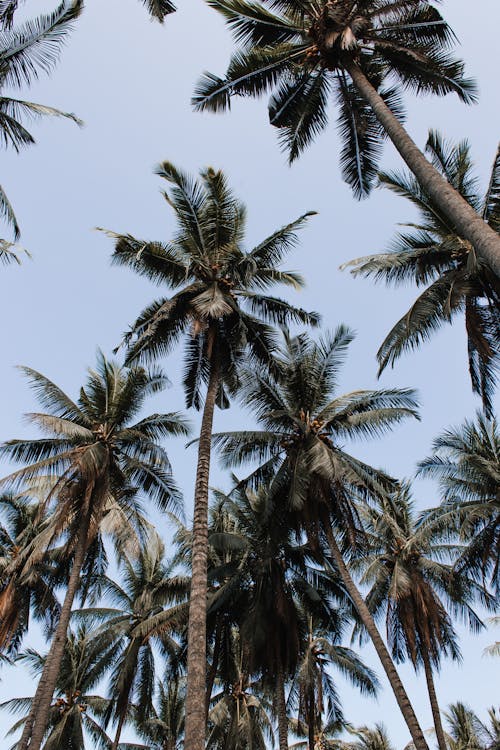 Exotic palm trees growing in tropical resort