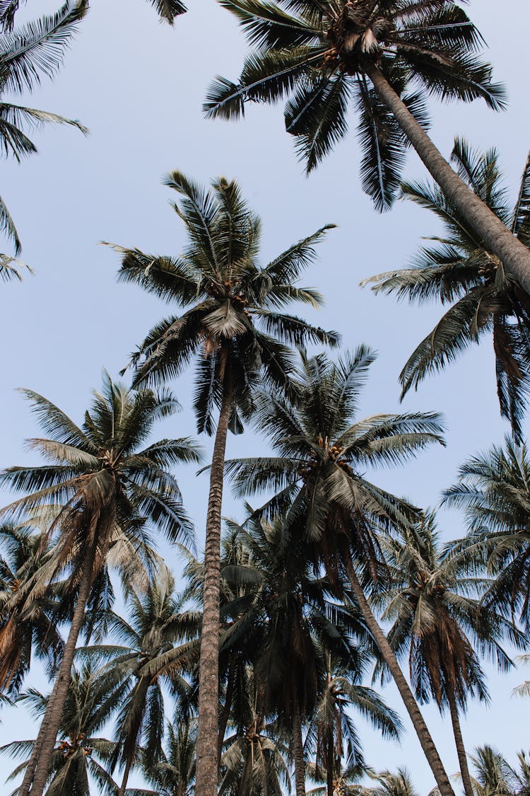 Exotic Palm Trees Growing In Tropical Resort