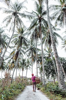 一名男子提着篮子，走在长满高耸椰子树的热带小路上
