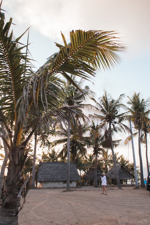 Tropical beach with high palms and tourist