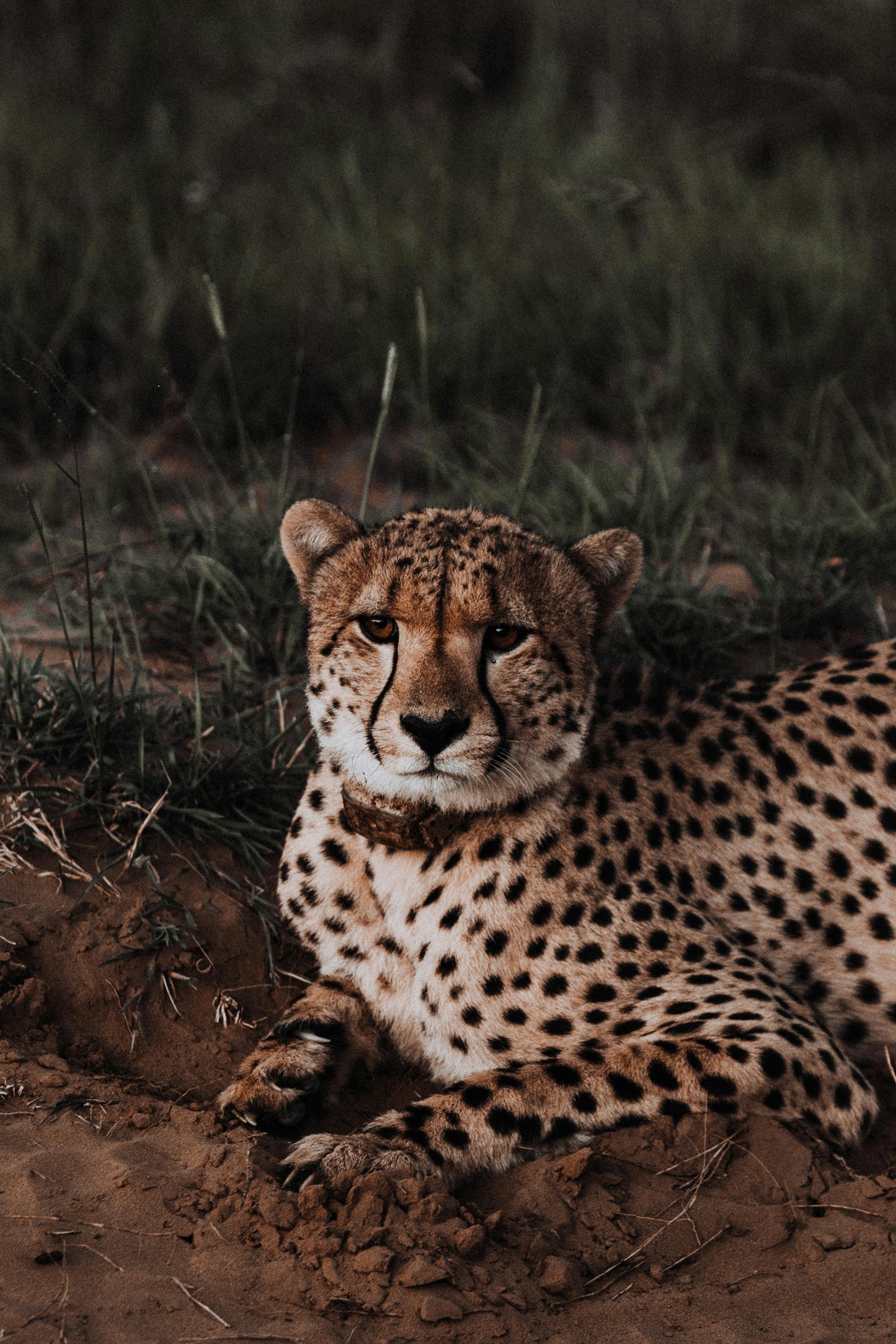 Cheetah Wallpapers  Top 35 Best Cheetah Backgrounds Download