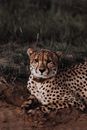 一只危险的猎豹身披斑点外套，躺在草原的沙质地形上，注视着镜头