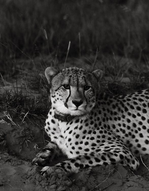 Free Wild cheetah resting on dry ground hole near grassy field Stock Photo