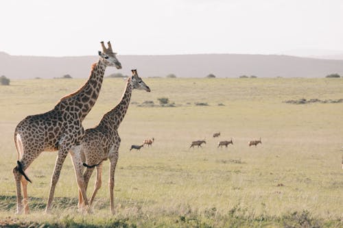 Flock of antelopes migrating through dry savanna with hills and bushes while wild giraffes walking in front