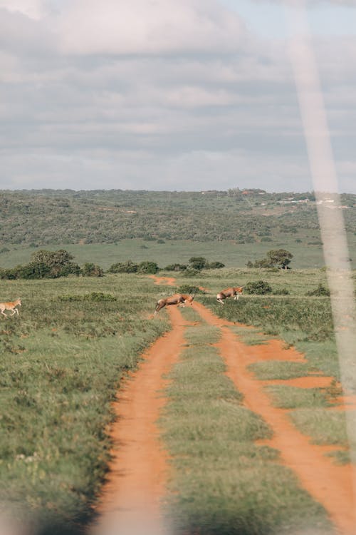 View from safari truck riding along dry road located in green savanna while wild antelopes passing around on cloudy day