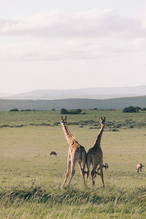 Immagine gratuita di ambiente, animale, antilope