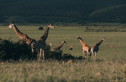 Flock of wild giraffes pasturing in green savanna