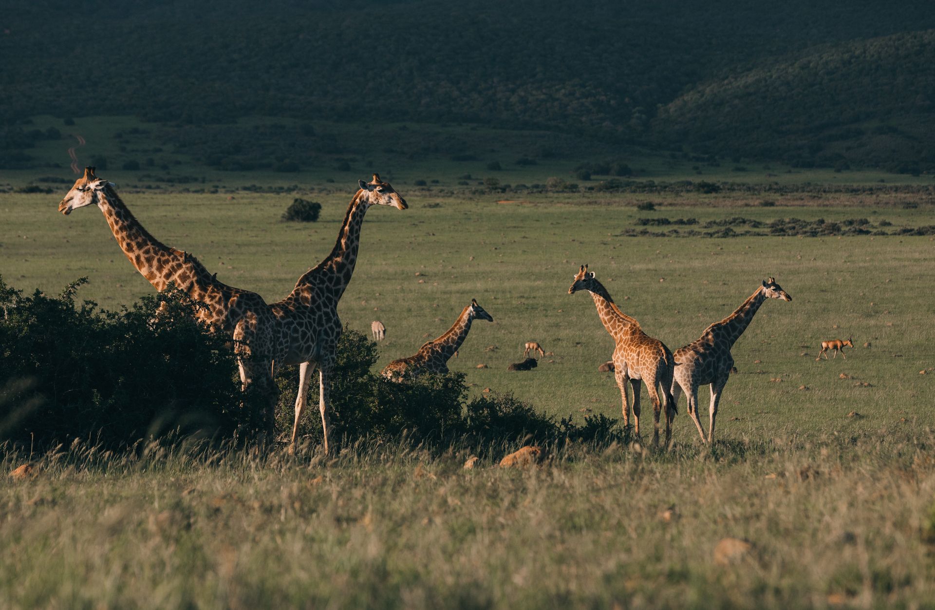 Group of giraffes grazing in the tranquil savanna, showcasing the natural beauty and wilderness.